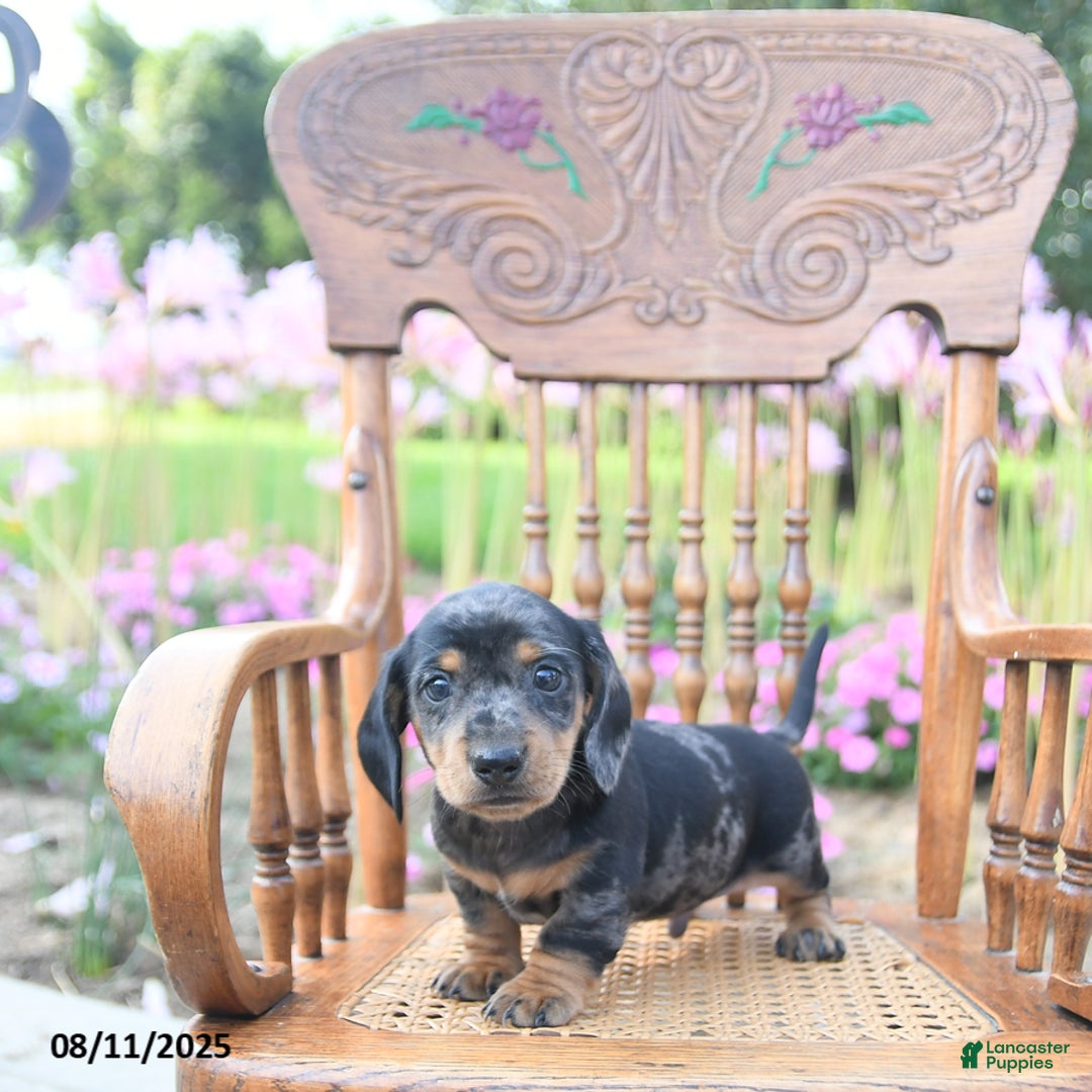 Miniature Dachshund dogs for sale: Brandon - Image 1