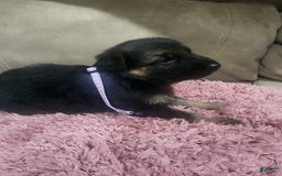 German Shepherd dogs for sale: Cipher - Image 3
