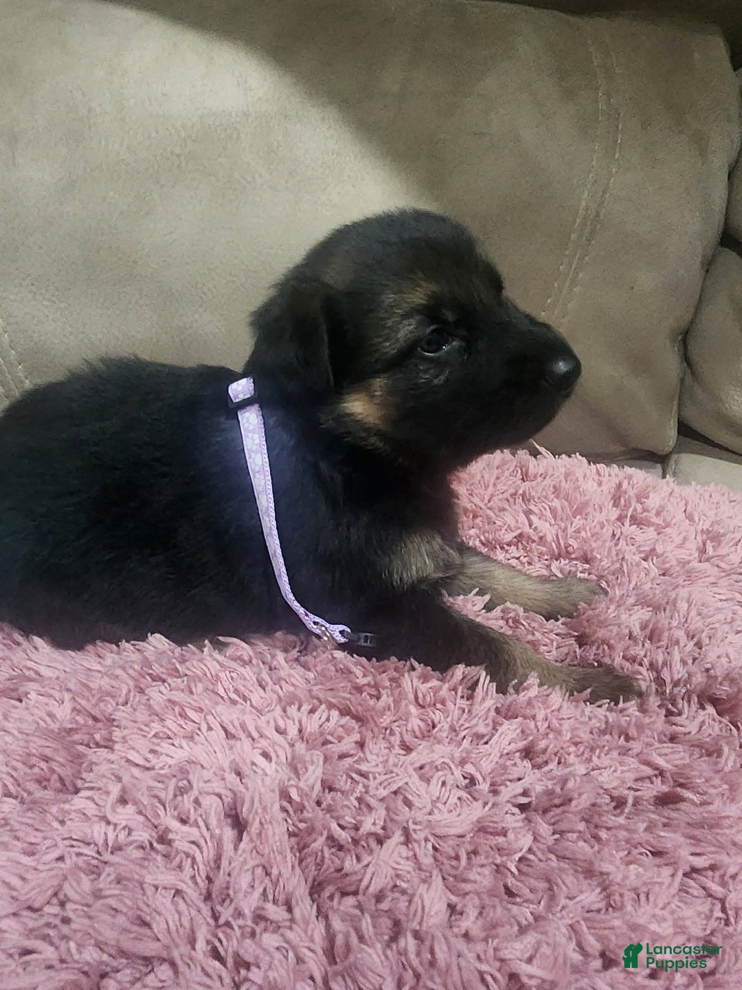 German Shepherd dogs for sale: Cipher - Image 3