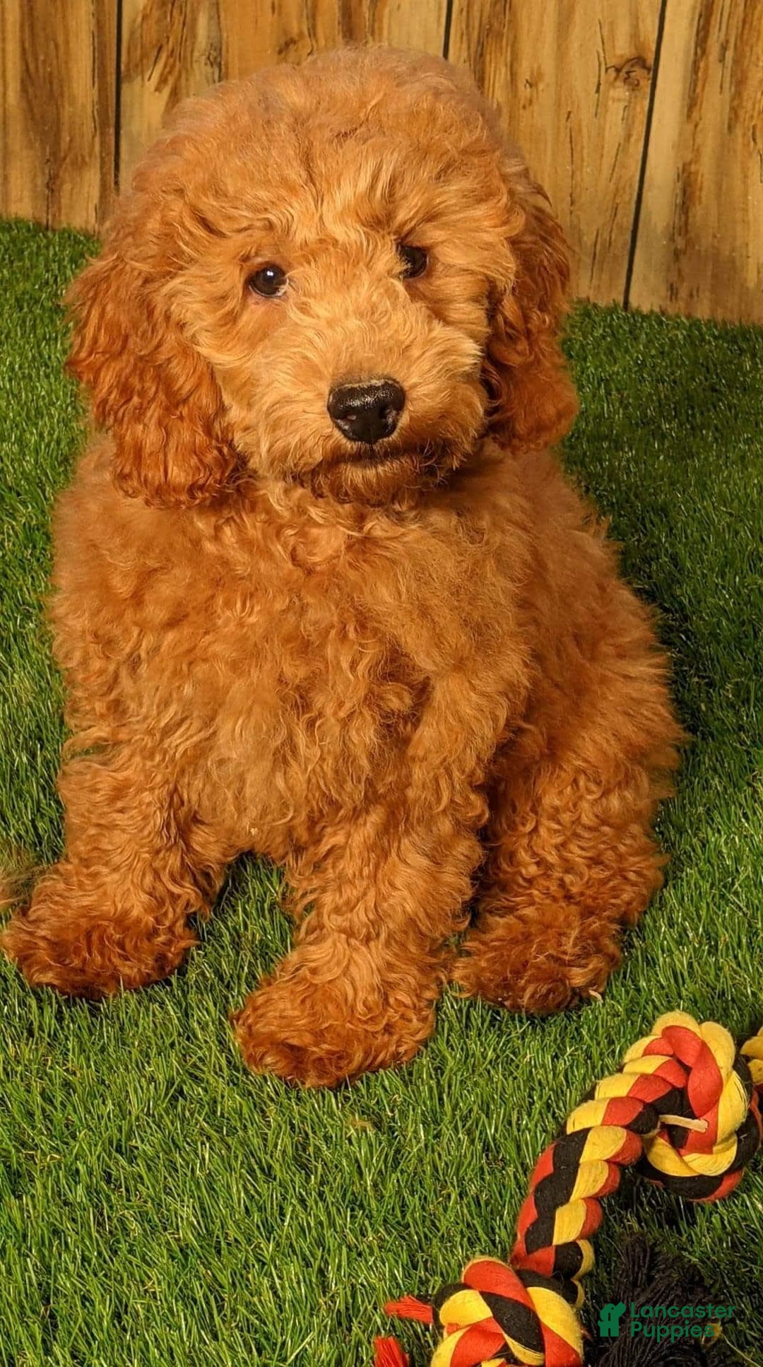 Cavapoo dogs for sale: Sprinkles Boy 2 - Image 11