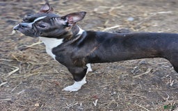 Boston Terrier dogs for sale: Lily - Image 2