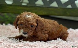 Cavapoo dogs for sale: Bella - Image 5