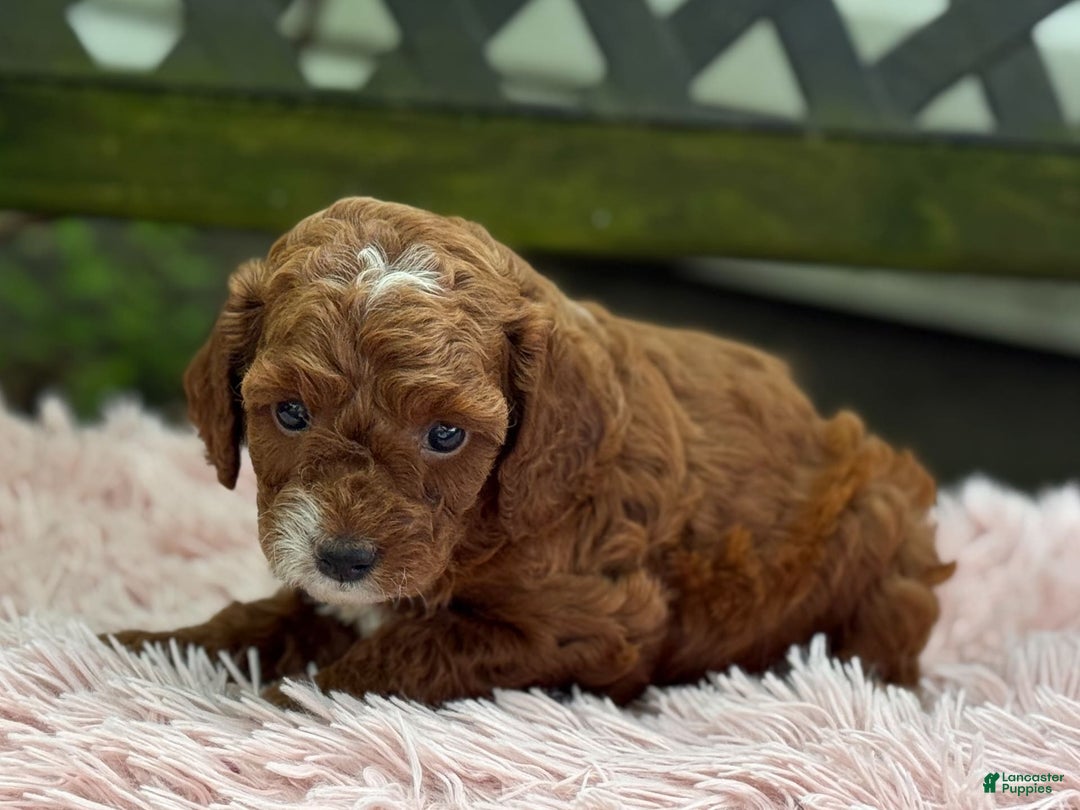 Cavapoo dogs for sale: Bella - Image 5