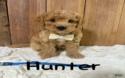 Mini Goldendoodle dogs for sale: Hunter - Image 4