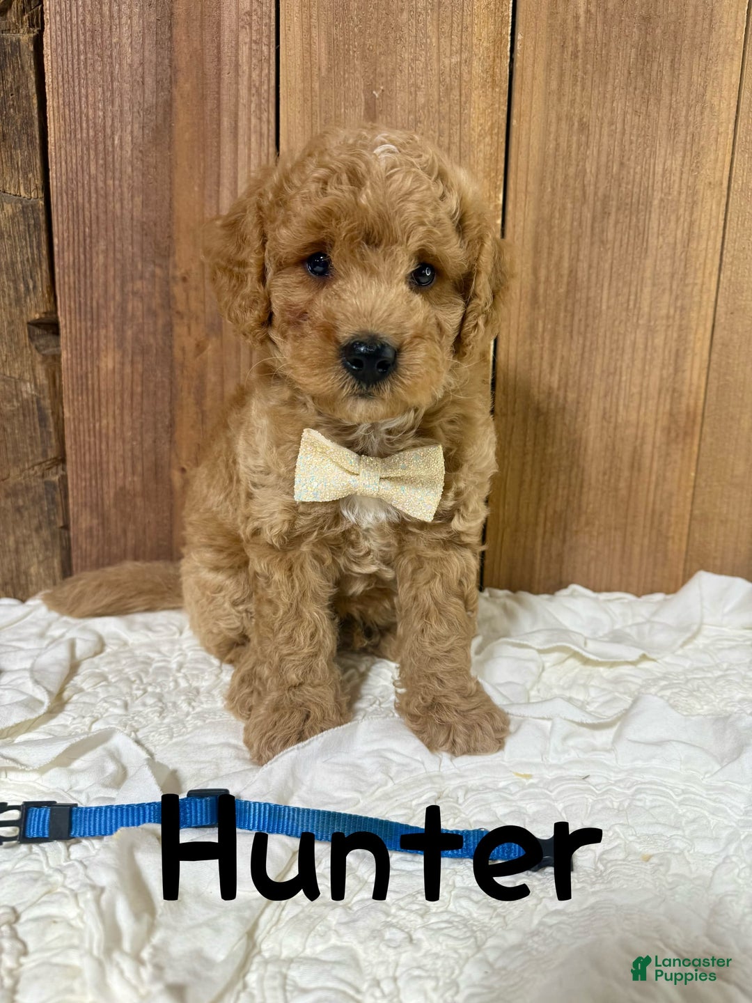 Mini Goldendoodle dogs for sale: Hunter - Image 4