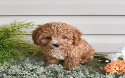 Cavapoo dogs for sale: Princess - Image 2