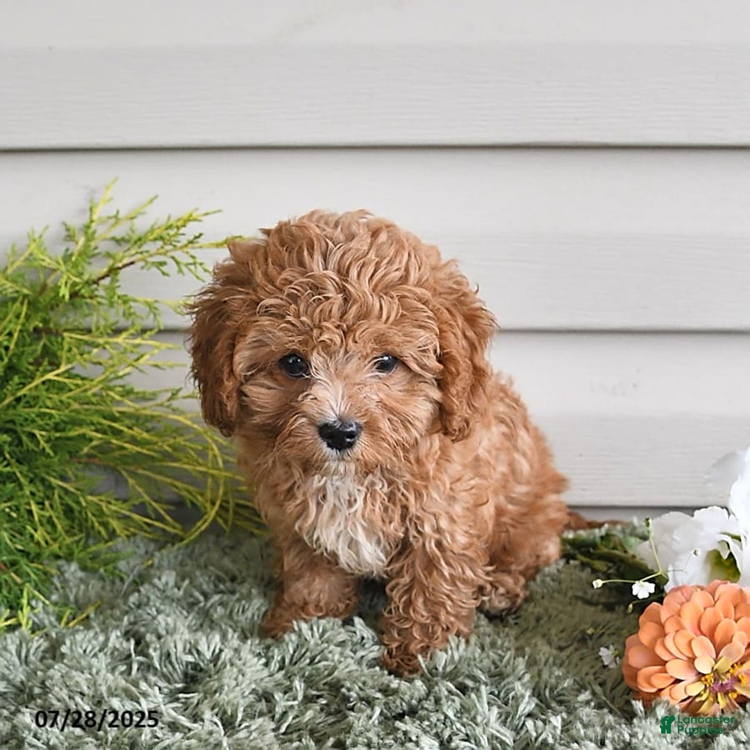 Cavapoo dogs for sale: Princess - Image 2