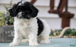Cavapoo dogs for sale: Cavapoo 5 puppies - Image 4
