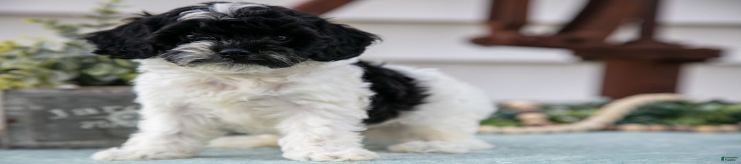 Pebbles
