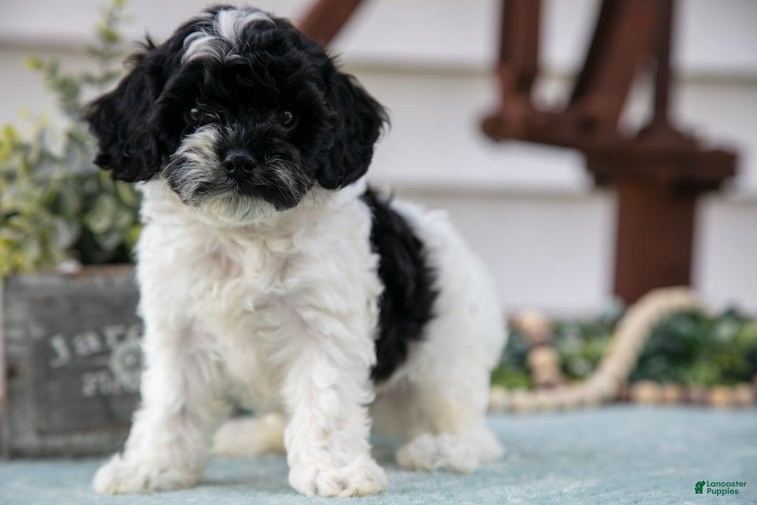 Cavapoo dogs for sale: Cavapoo 5 puppies - Image 4