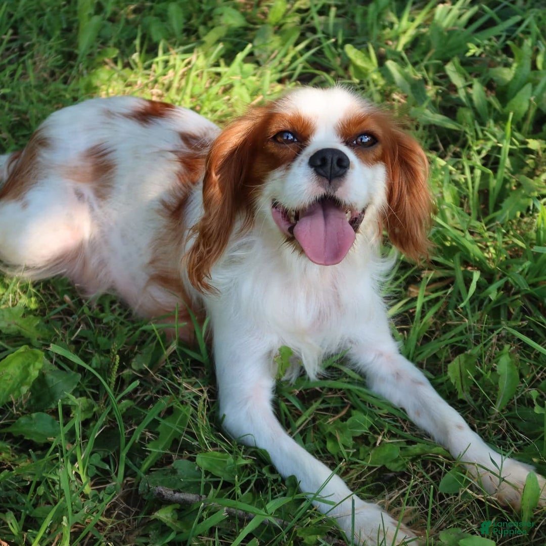 Cavalier King Charles Spaniel dogs for sale: Sage - Image 17