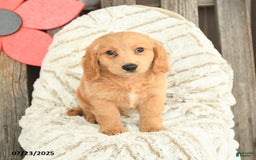 Mini Goldendoodle dogs for sale: Mac - Image 3