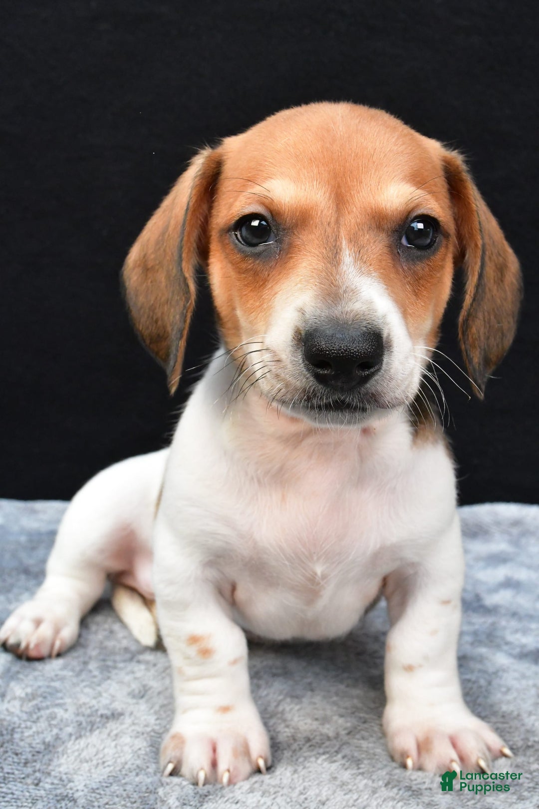 Miniature Dachshund dogs for sale: Jip - Image 5
