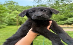 German Shepherd dogs for sale: Jax - Image 6