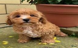 Cavapoo dogs for sale: Olivia - Image 3