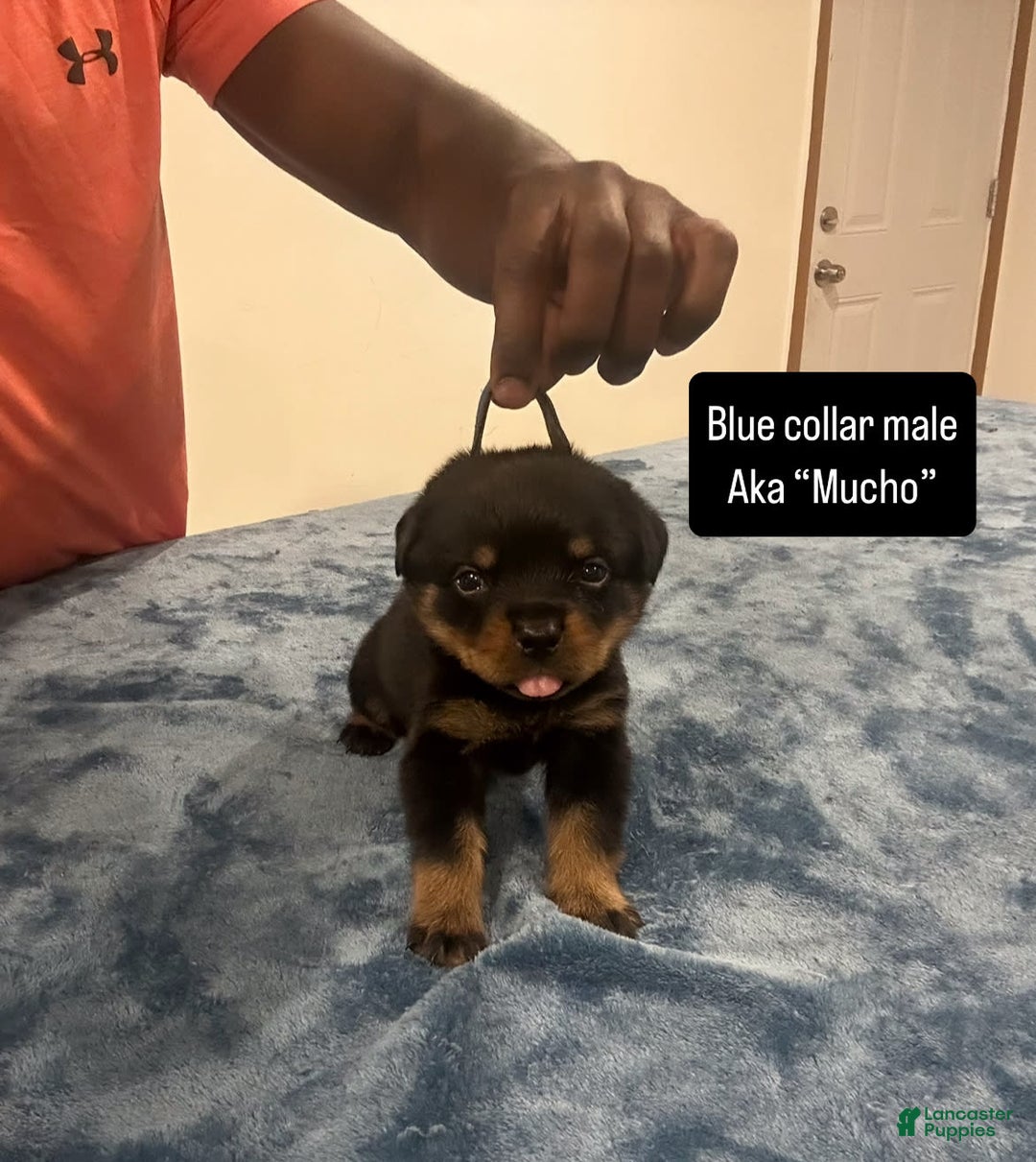 Rottweiler dogs for sale: Blue Collar - Image 1