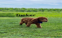 Standard Poodle dogs for sale: Tucker - Image 10