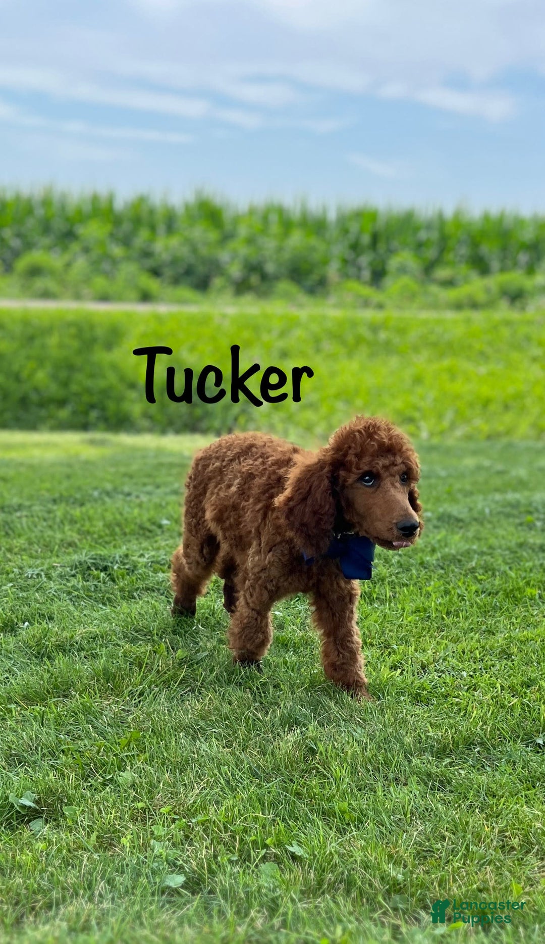 Standard Poodle dogs for sale: Tucker - Image 10