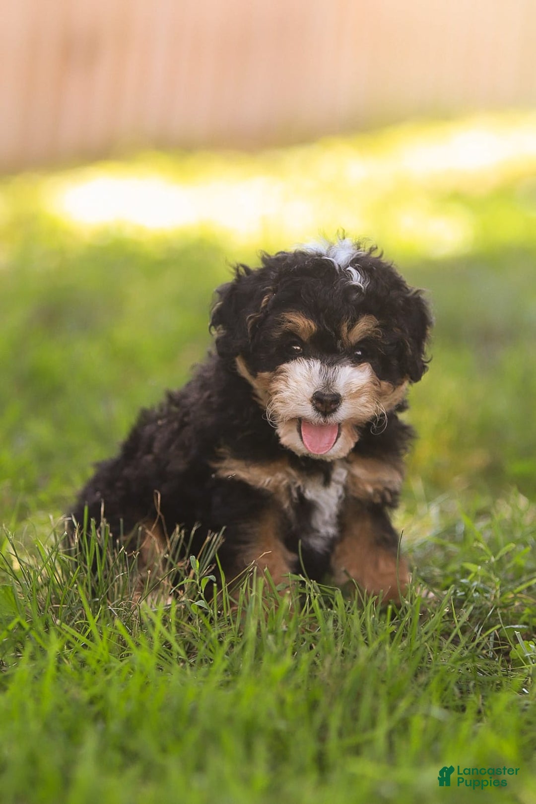 Mini Bernedoodle dogs for sale: Macy - Image 10