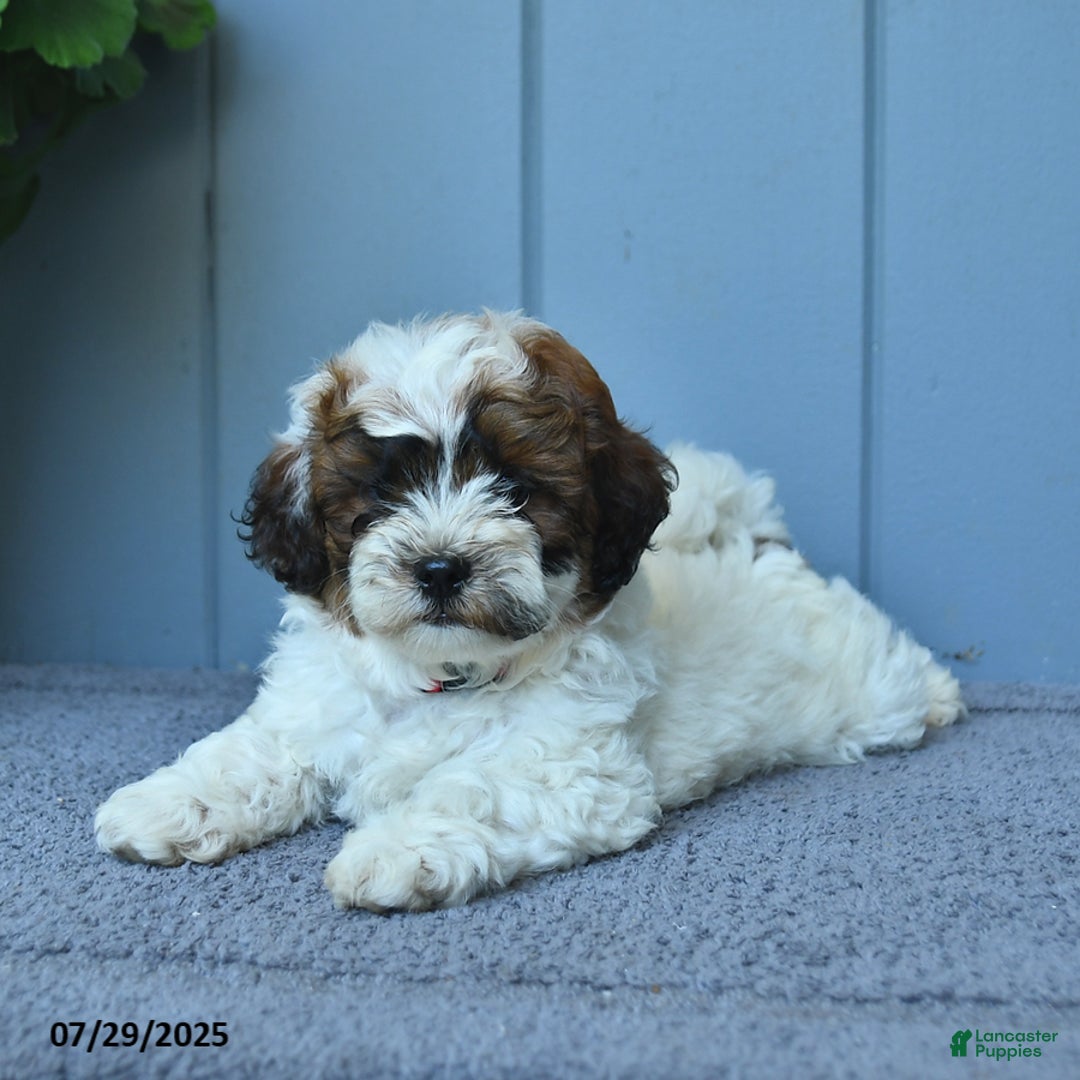 Shihpoo dogs for sale: Hudson - Image 5