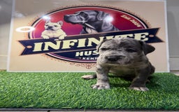 Cane Corso dogs for sale: Merle Female 4 - Listing for pets: Blue Male 2, Blue Male 3, Merle Female 1, Merle Female 2, Merle Female 3, Merle Female 4 - Image 2