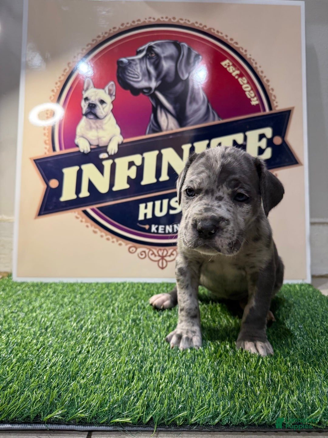 Cane Corso dogs for sale: Merle Female 4 - Listing for pets: Blue Male 2, Blue Male 3, Merle Female 1, Merle Female 2, Merle Female 3, Merle Female 4 - Image 2