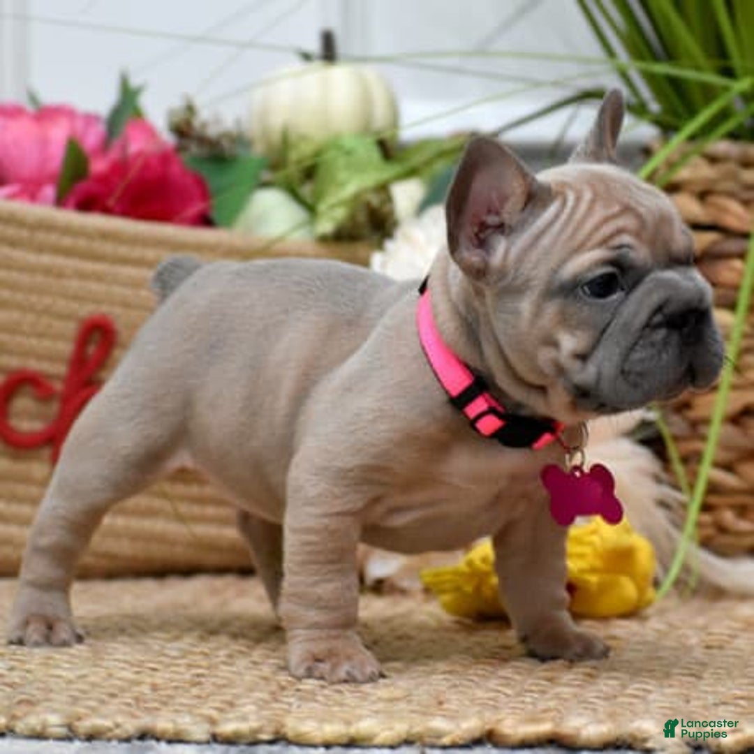 French Bulldog dogs for sale: Mia - Image 5