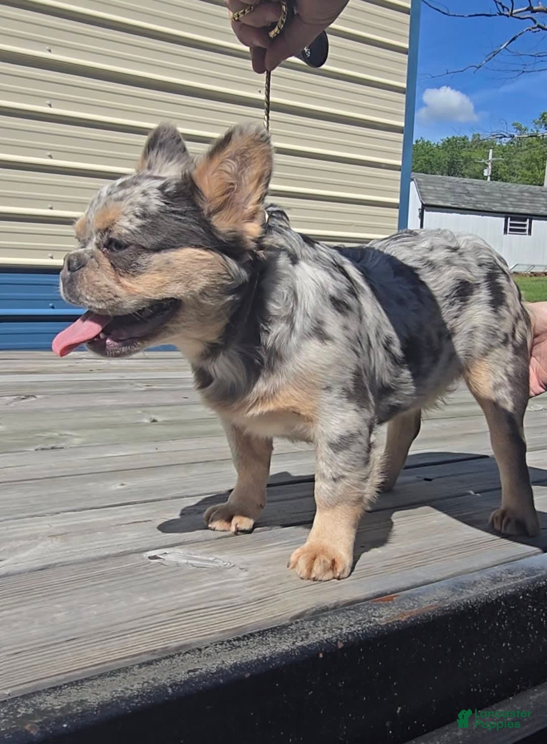French Bulldog dogs for sale: Sonic - Image 8