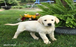 Goldador dogs for sale: Sterling - Image 5