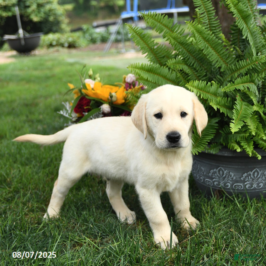 Goldador dogs for sale: Sterling - Image 5