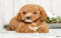 Cavapoo dogs for sale: Travis - Image 5