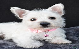 West Highland Terrier dogs for sale: Oona - Image 5