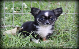Chihuahua dogs for sale: Long hair Orio - Image 2