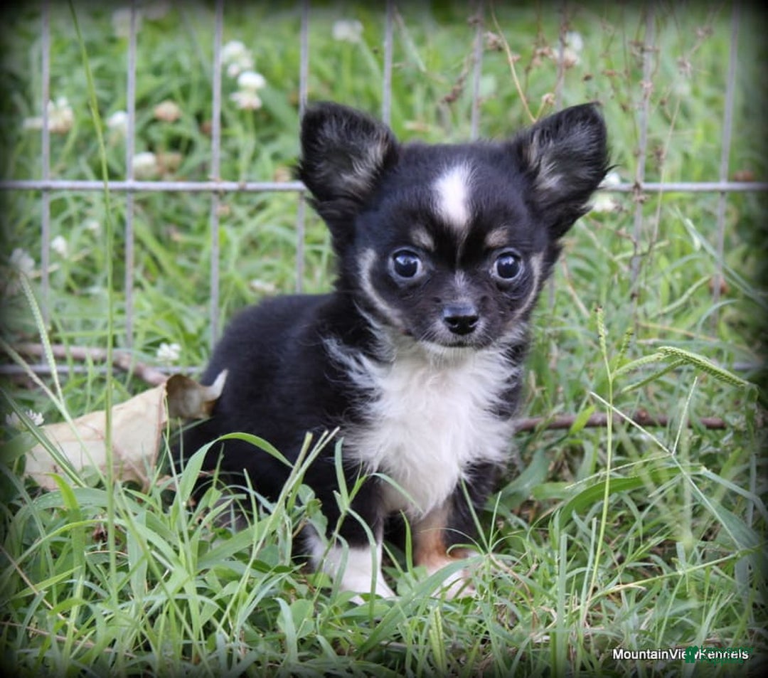 Chihuahua dogs for sale: Long hair Orio - Image 2