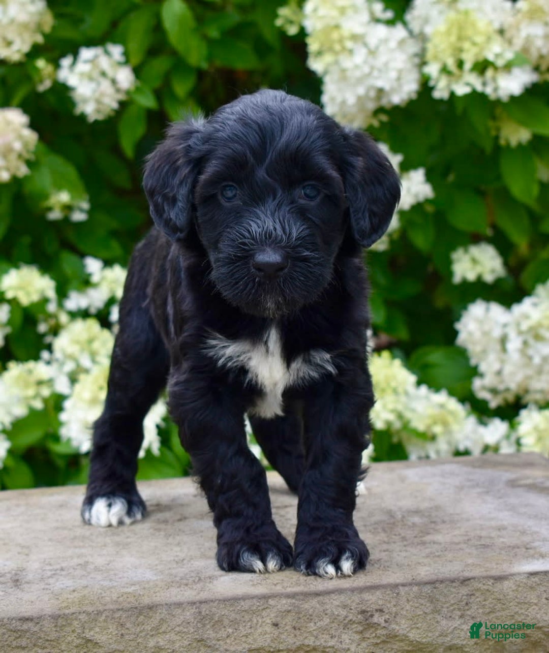 Portuguese Water Dog dogs for sale: Macy - Image 2