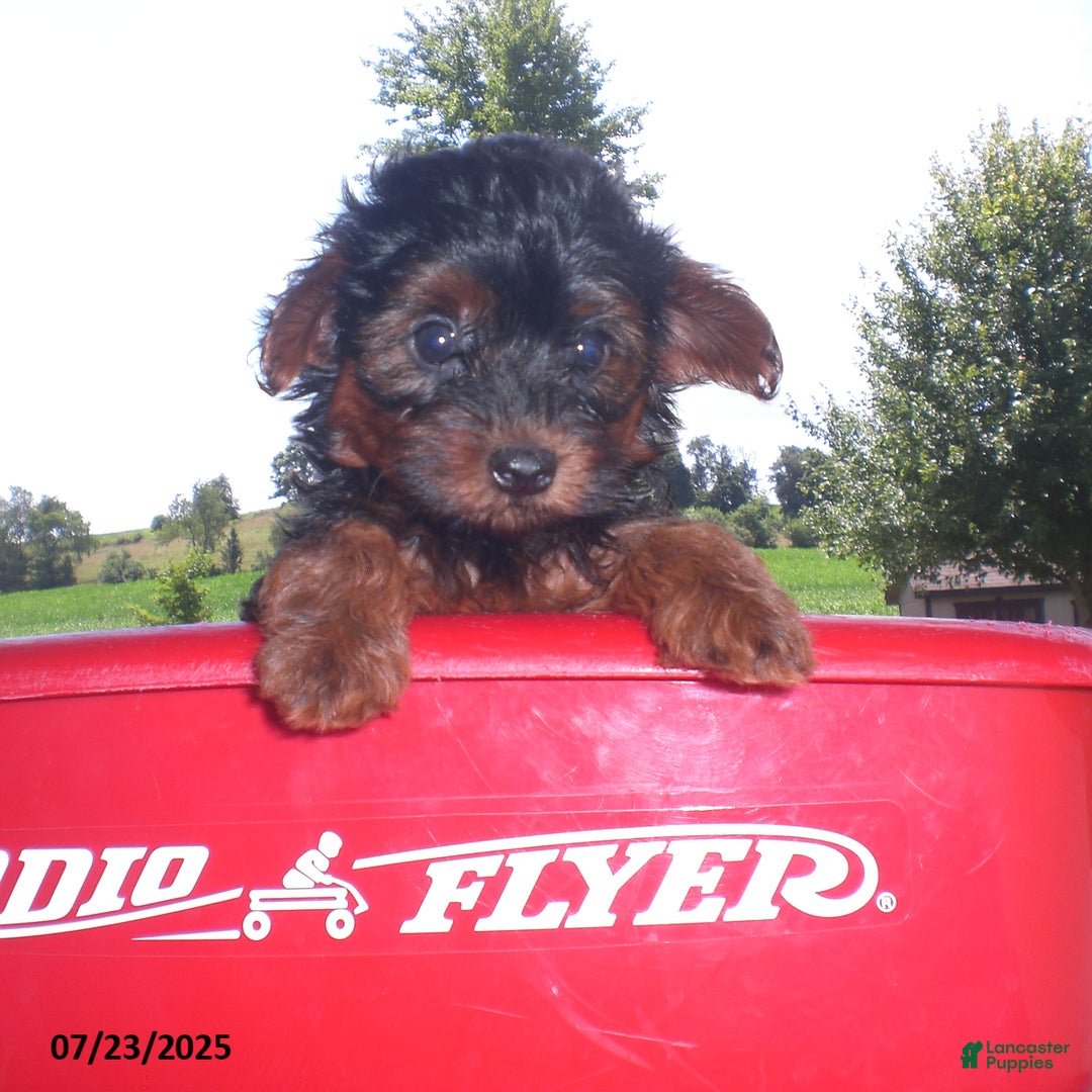 Yorkiepoo dogs for sale: Mia - Image 1
