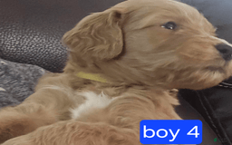 Goldendoodle dogs for sale: Max - Image 5