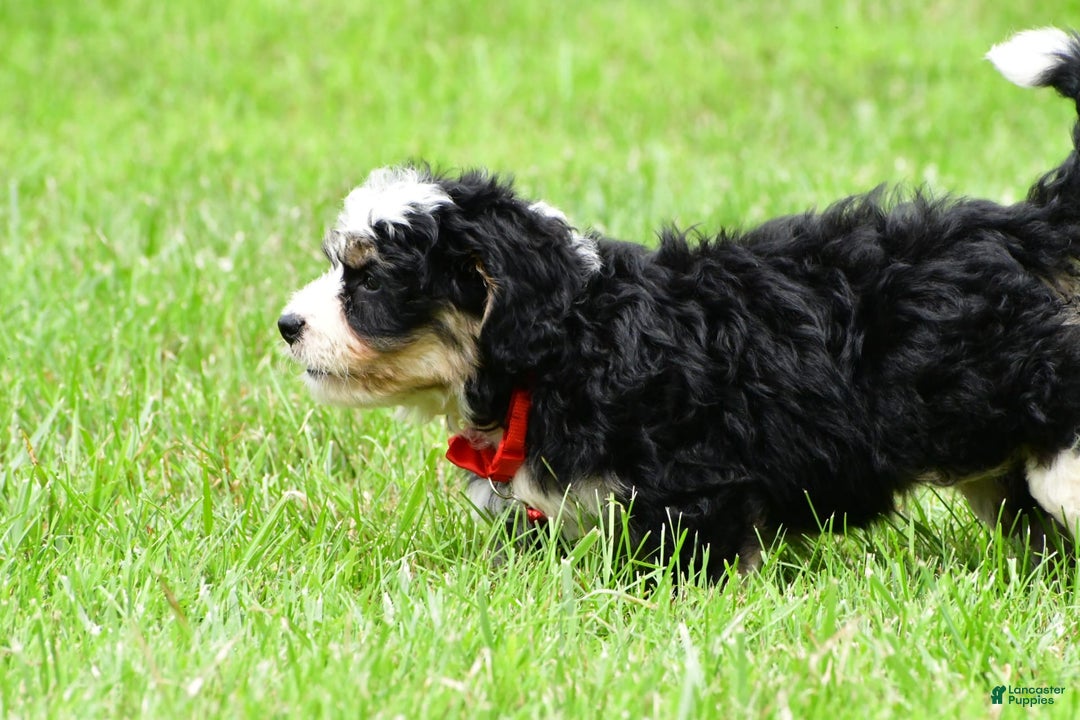 Mini Bernedoodle dogs for sale: Jay - Image 12