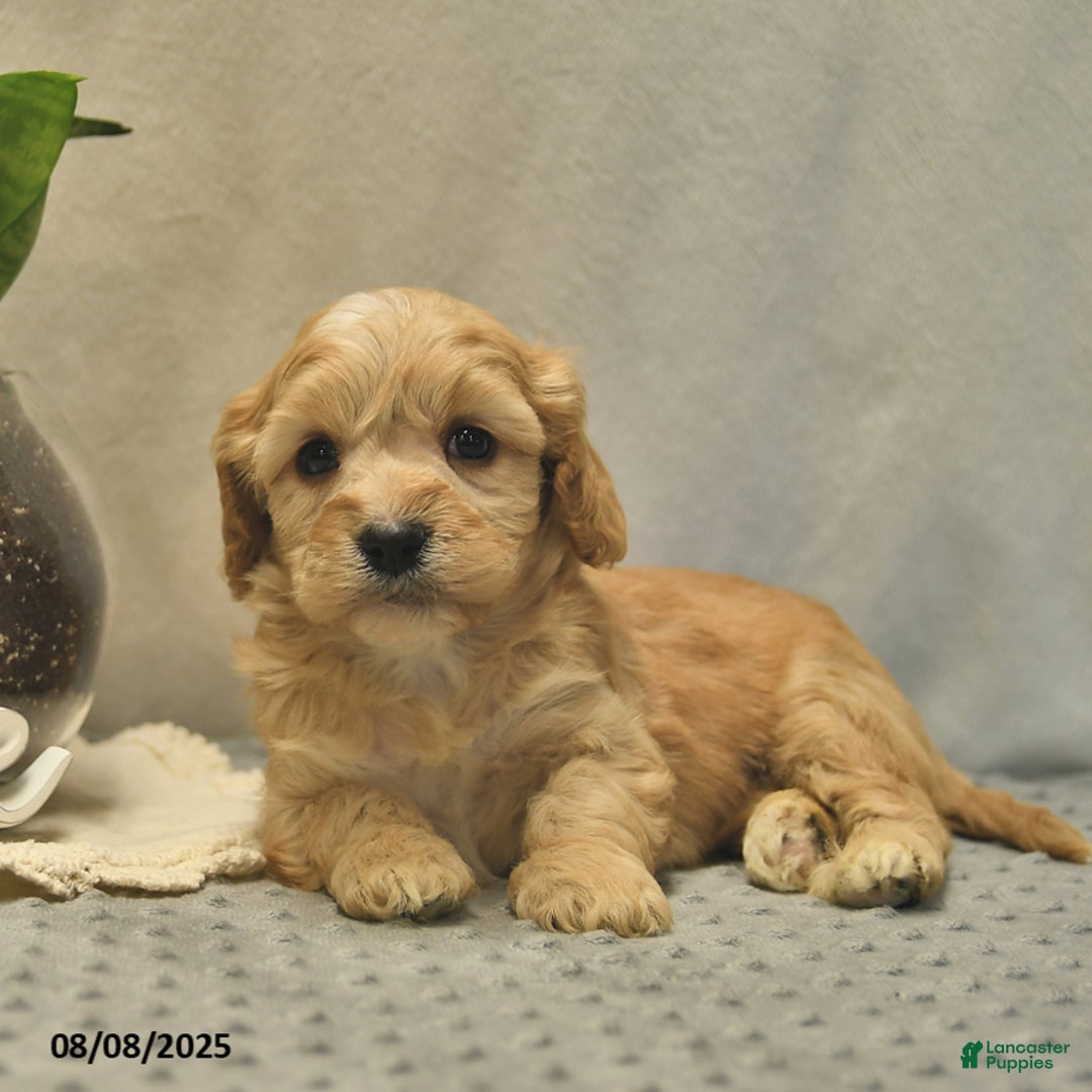 Cavapoo dogs for sale: Dakota - Image 3