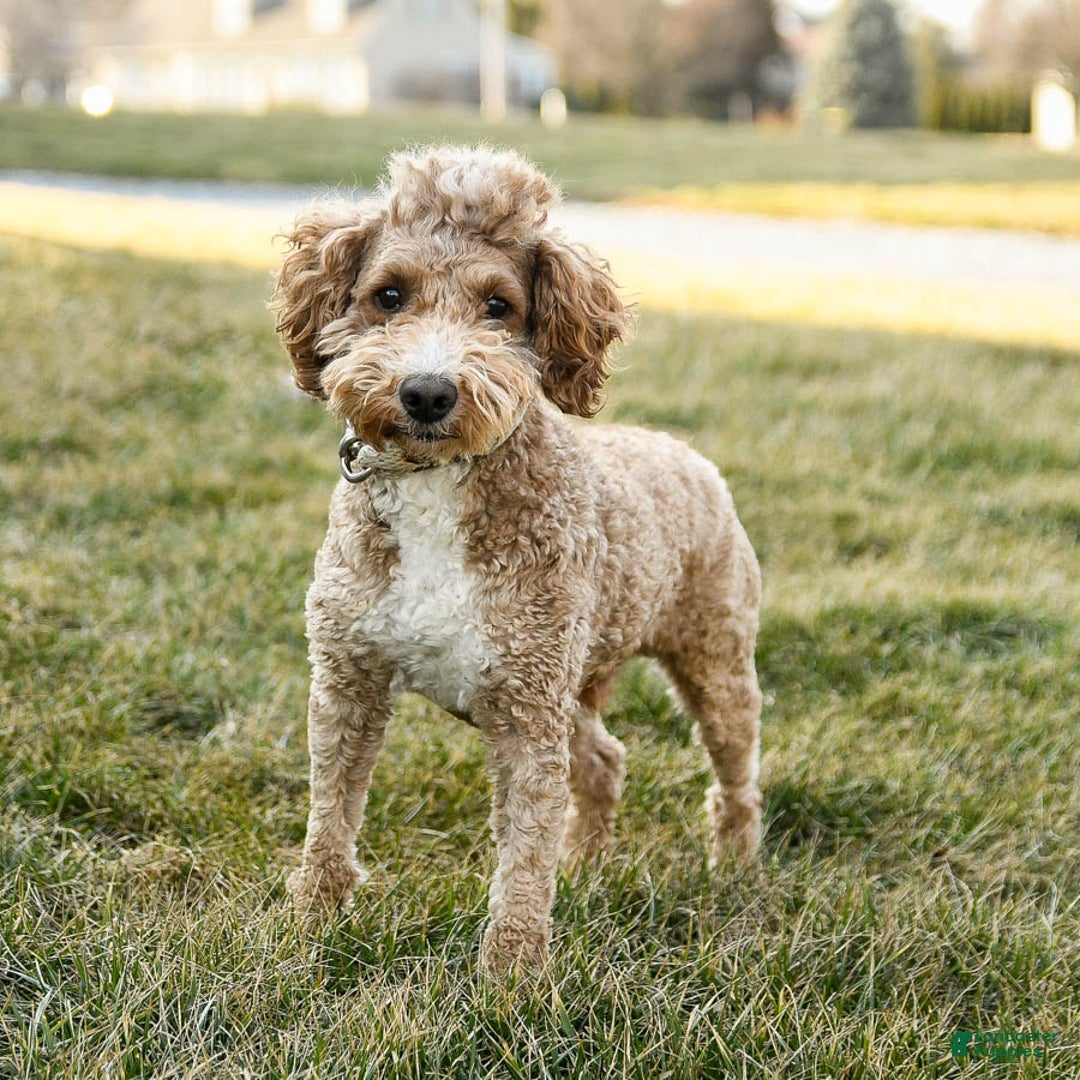 Mini Goldendoodle dogs for sale: Callie - Image 7