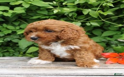 Cavapoo dogs for sale: Cavapoo 5 puppies - Image 5