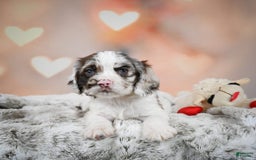 Cocker Spaniel dogs for sale: Daisy - Image 6
