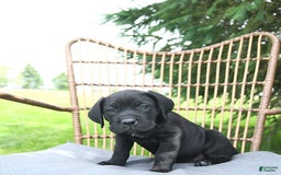 Cane Corso dogs for sale: Cali - Image 7