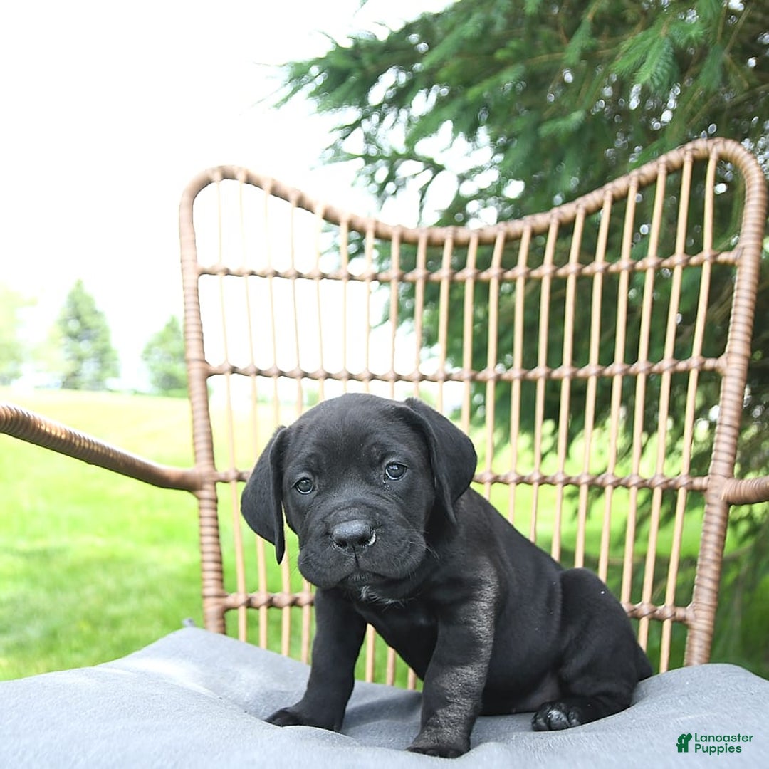 Cane Corso dogs for sale: Cali - Image 7
