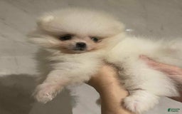 Pomeranian dogs for sale: Alvin - Image 5