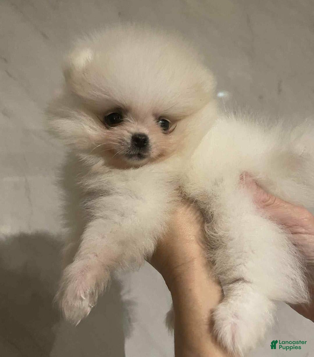 Pomeranian dogs for sale: Alvin - Image 5