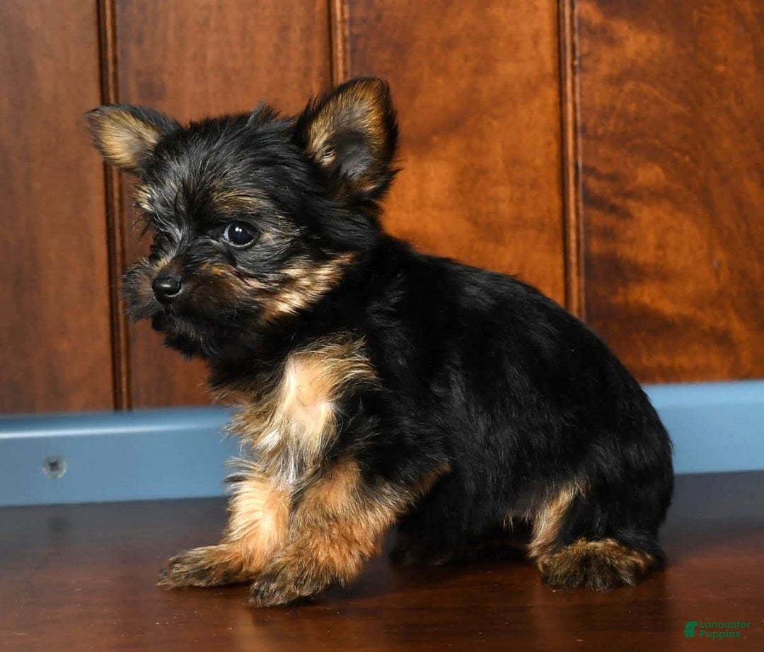 Yorkshire Terrier dogs for sale: Austin - Image 4