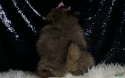Pomeranian dogs for sale: Fluffy - Image 7