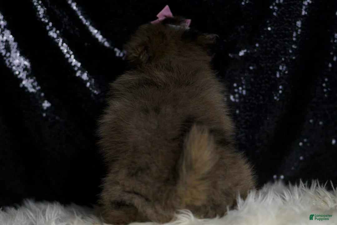 Pomeranian dogs for sale: Fluffy - Image 7