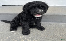 Portuguese Water Dog dogs for sale: Oliver - Image 4